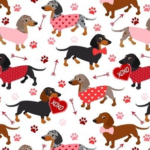 Valentine Dachshund All Coats White