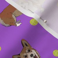 Corgis and tennis balls - purple - medium