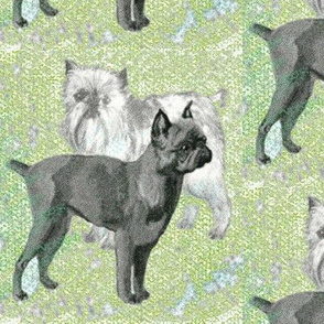 Brussels Griffon fabric