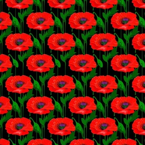 Red poppies, black background.