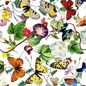 busy butterflies