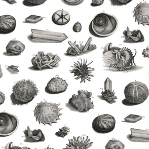 CABINET OF CURIOSITIES - PLATINUM PRINT