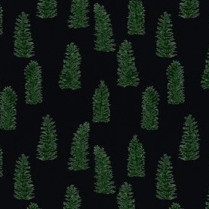 Pine Trees - night