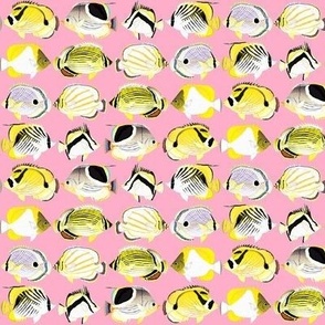 8 butterflyfish on pink