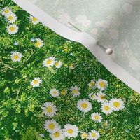 Tiny Textured Spring Daisies in Fields of Green