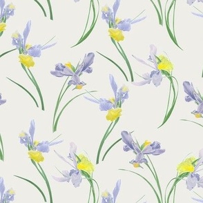 Irises, cream sml
