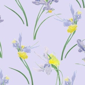 Irises lilac lg