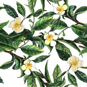 tea camellia watercolor