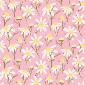 Camomile_White_Pink_Background