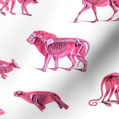SKELETON MENAGERIE - PINK SMALL