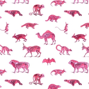 SKELETON MENAGERIE - PINK SMALL