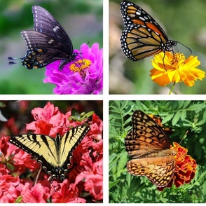 Butterflies of the Ozarks 9 inch