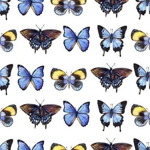 watercolor  butterflies