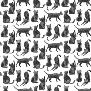 Black cats - white background