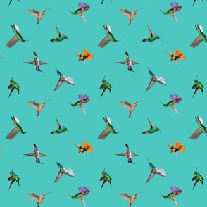 Hummingbirds of T and T - Teal - non directional