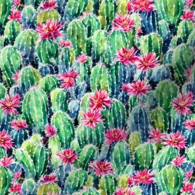Blooming Cactus Garden Medium 