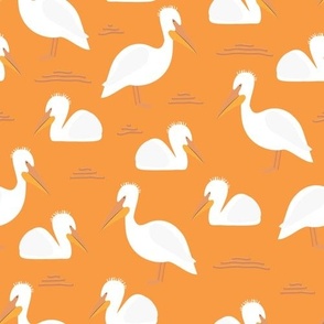 Tropical White Pelican Birds on Orange