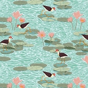 Small Jacana Lily Trotter Birds walking in a Water Lily Pond with an Iceberg Blue Background