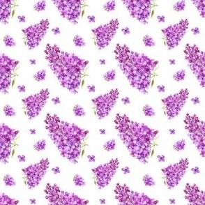 585 Lilacs
