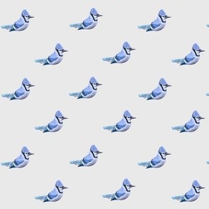 Small Blue Jays on off white quilting