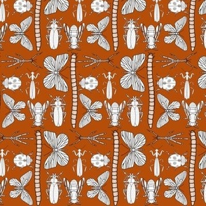 Insect Kingdom//Orange