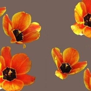 Medium Orange Tulips