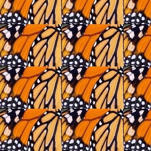 AJ MONARCH BUTTERFLY ABSTRACT 10-JUMBO-BASIC