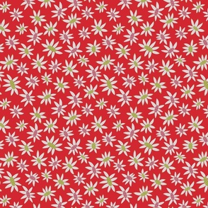 Red Flannel Flower