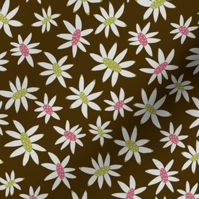 Mustard Brown Flannel Flower