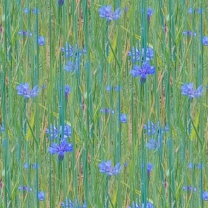 Cornflower Field