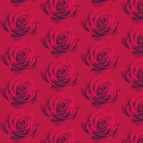 Red Roses on Red