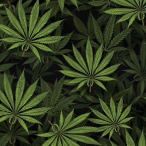 Cannabis Leaves