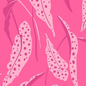 Polka-dots Begonia Maculata L - Hot Pink