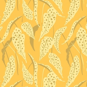 Polka-dots Begonia Maculata - Yellow