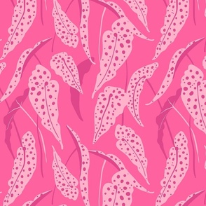 Polka-dots Begonia Maculata - Hot Pink