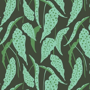 Polka-dots Begonia Maculata - Forest Green