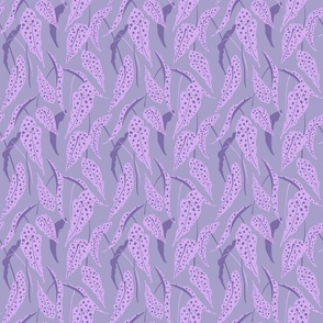 Polka-dots Begonia Maculata S - Lavender