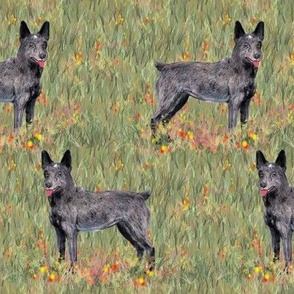 Custom Stumpy Tail Australian Cattle Dog in Wildflower Field