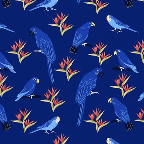 Rainforest Tropical Blue Macaws, Parrrots
