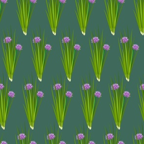 Bloosoming Chives