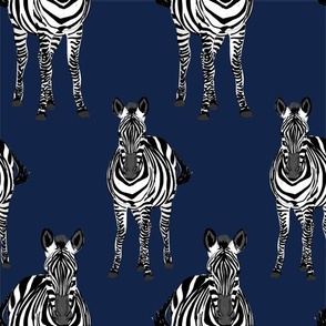 Zebra Navy