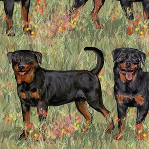 Two Rottweilers with Natural Tails in Wildflower Field