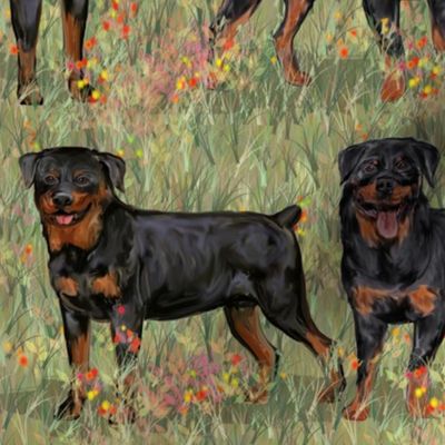Two Rottweilers with Docked Tails on Wildflower Field