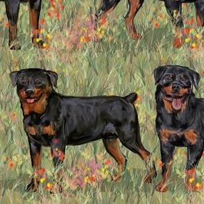 Two Rottweilers with Docked Tails on Wildflower Field
