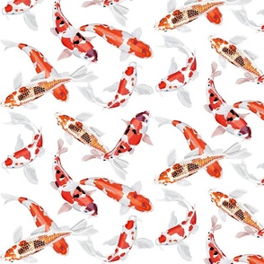 Orange Koi fish