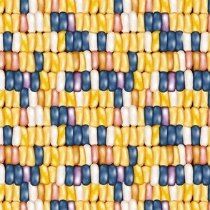 flint corn (colorful maize)