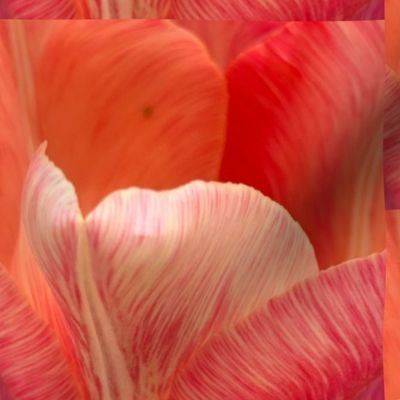 Peach Tulips