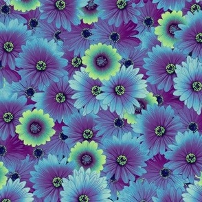 African Daisy in Blue