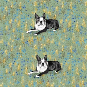 Custom Bella Boston Terrier on Blue and Gold Eight to a yard of 42 inch wide fabric