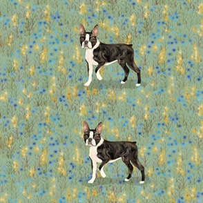 Custom Standing Boston Terrier on Blue and Gold Eight to a yard of 42 inch wide fabric